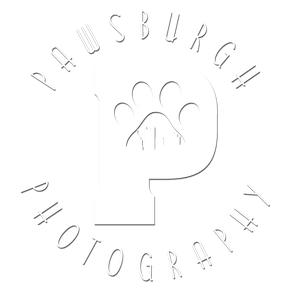 Pawsburgh Photography